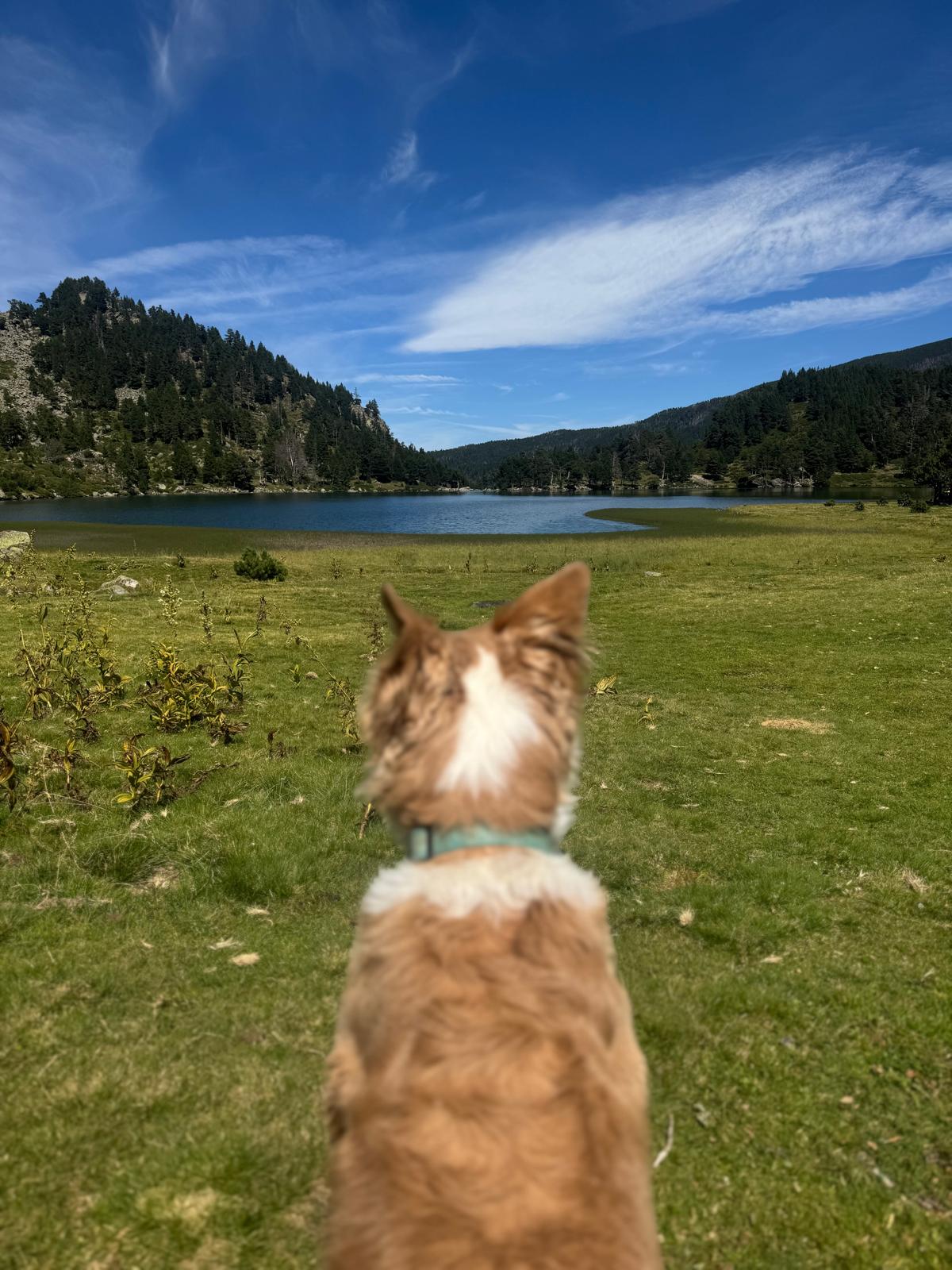 Perro contemplando un lago de montaña
