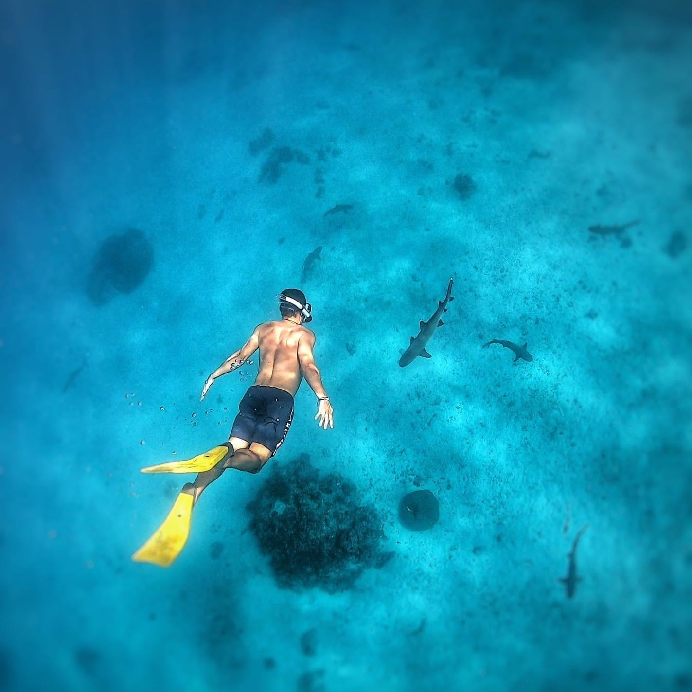 Buceando entre tiburones en aguas turquesas